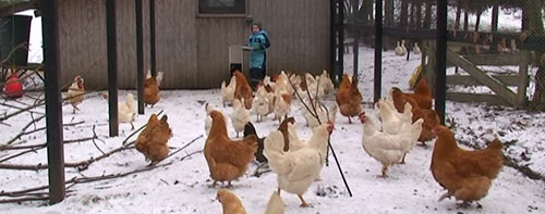 Høns vinteren - om pasning af om
